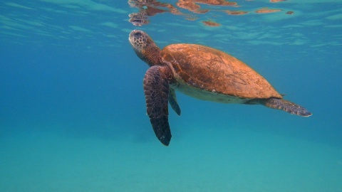 Repost: Swimming with Galápagos Green Sea Turtles