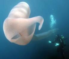 Pyrosomes -- Weird & Wonderful Giant Sea Worms