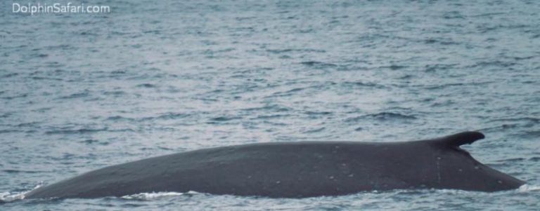 Flue Whale: Rare Blue-Fin Whale Hybrid Sighted Off Dana Point, CA