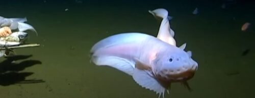 Snailfish, the Deepest-Swimming Fish Ever Recorded on Camera