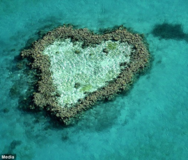 Coral reef in Australia